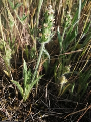 Plantago bellardii