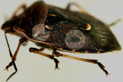 Cermatulus nasalis nasalis