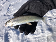 Bonneville Whitefish photo 1