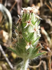 Plantago bellardii