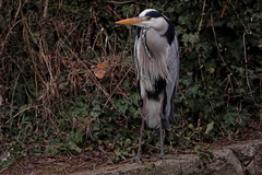 Ardea cinerea
