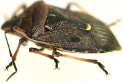 Cermatulus nasalis nasalis