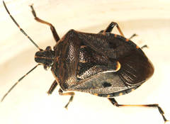 Cermatulus nasalis nasalis