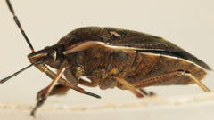 Cermatulus nasalis nasalis