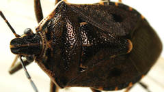 Cermatulus nasalis nasalis