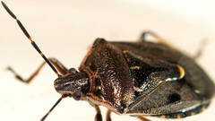 Cermatulus nasalis nasalis