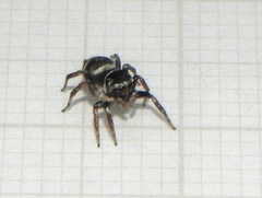Chapoda