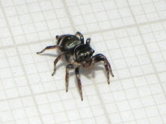 Chapoda