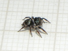 Chapoda