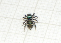 Chapoda