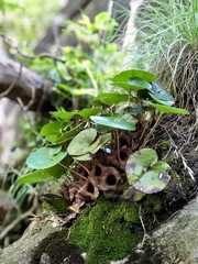 Hexastylis shuttleworthii