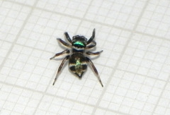 Chapoda