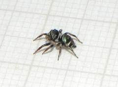 Chapoda