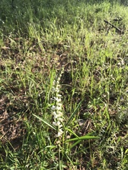 Spiranthes praecox