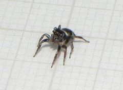 Chapoda