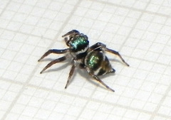 Chapoda