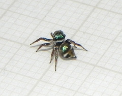 Chapoda