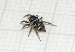 Chapoda
