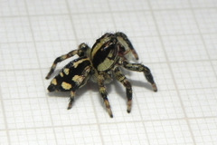 Phiale guttata