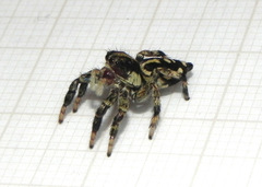 Phiale guttata