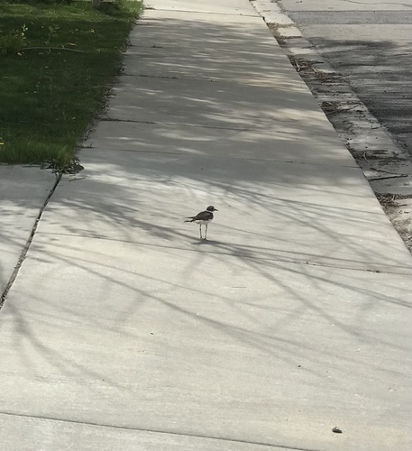 Killdeer photographed in Utah