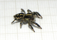 Phiale guttata