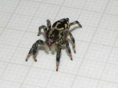 Phiale guttata