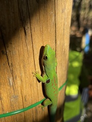 Phelsuma quadriocellata