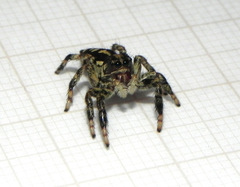 Phiale guttata