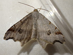 Macaria alternata