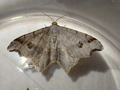 Macaria alternata