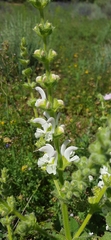 Salvia argentea