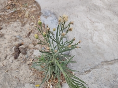 Erigeron bonariensis