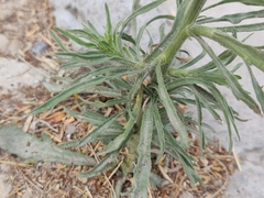 Erigeron bonariensis