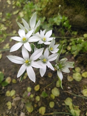Ornithogalum