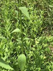 Verbesina helianthoides