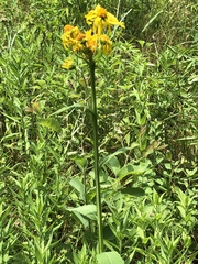 Verbesina helianthoides