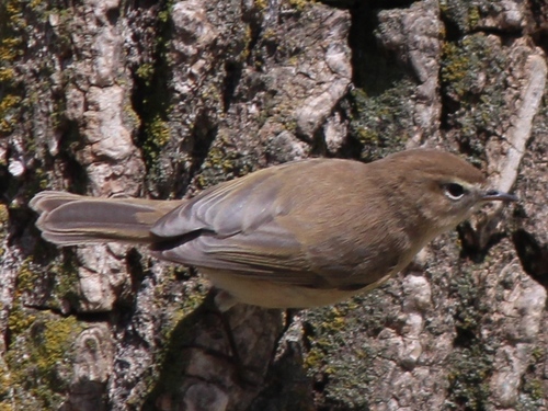 Mountain Chiffchaff