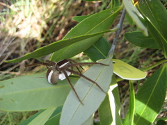 Pisaurina brevipes