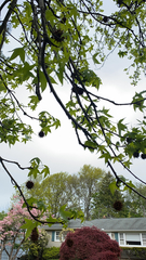 Liquidambar styraciflua