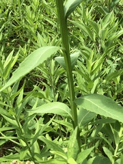 Verbesina helianthoides