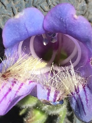 Penstemon eriantherus