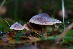 Cortinarius hemitrichus
