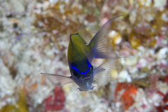 Chromis insolata