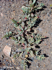 Cistanthe amarantoides