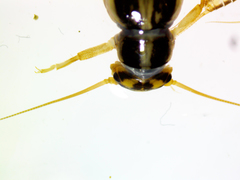 Isoperlinae