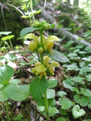 Lamium galeobdolon