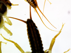 Isoperlinae
