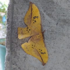 Copaxa multifenestrata