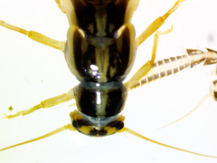 Isoperlinae